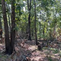 Ash Flat NE images 5