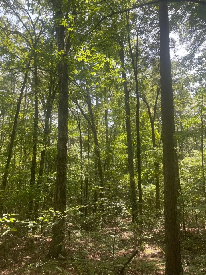 40 - Acres Hunting Property Independence County Pleasant Plains Arkansas featured image