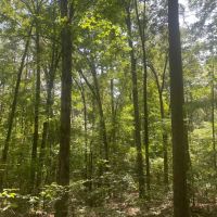 40 - Acres Hunting Property Independence County Pleasant Plains Arkansas