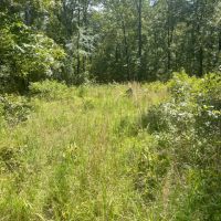 40 - Acres Hunting Property Independence County Pleasant Plains Arkansas images 2