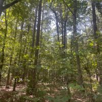 40 - Acres Hunting Property Independence County Pleasant Plains Arkansas images 3