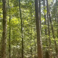 40 - Acres Hunting Property Independence County Pleasant Plains Arkansas images 4