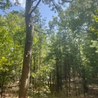 40 - Acres Hunting Property Independence County Pleasant Plains Arkansas images 5
