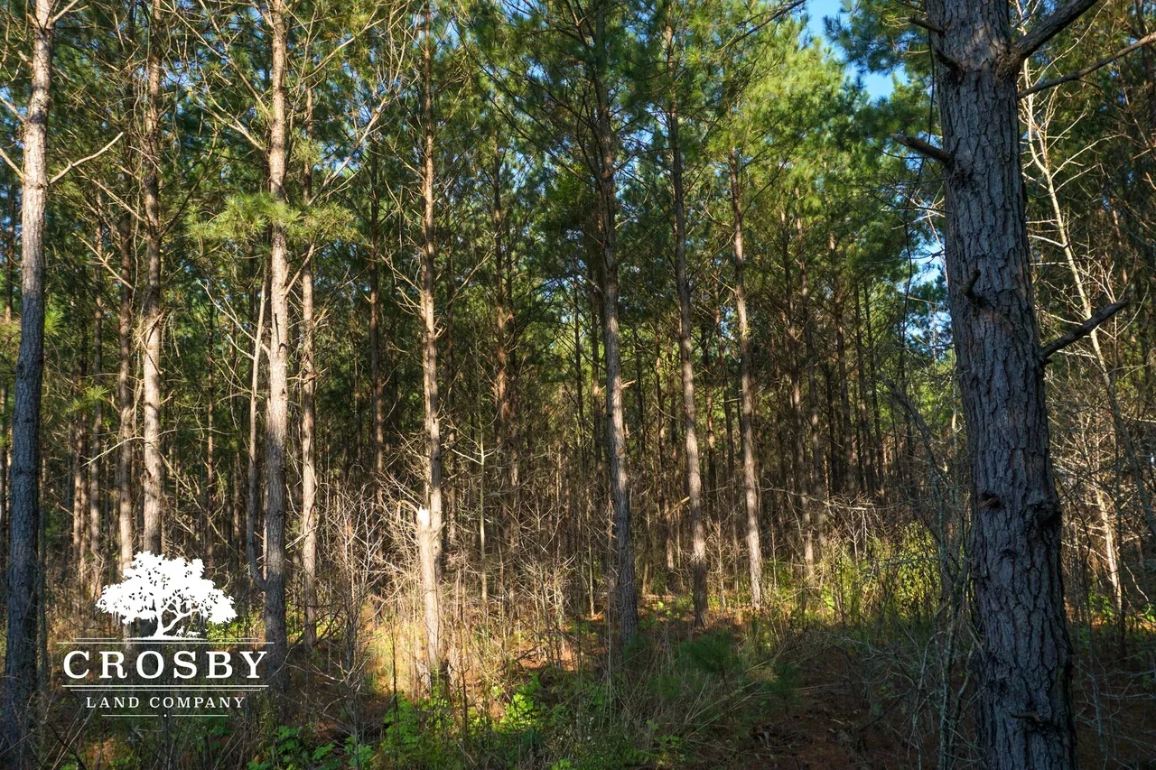 Providence Tract Hunting Land for Sale