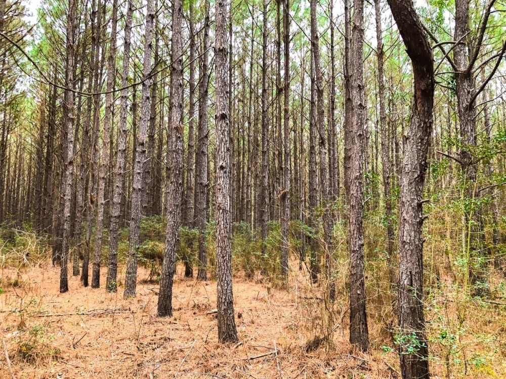 36 Acres T-12 Spurger Pines featured image