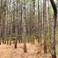 36 Acres T-12 Spurger Pines