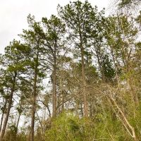 36 Acres T-12 Spurger Pines images 2