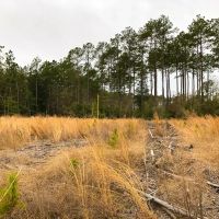 36 Acres T-12 Spurger Pines images 4