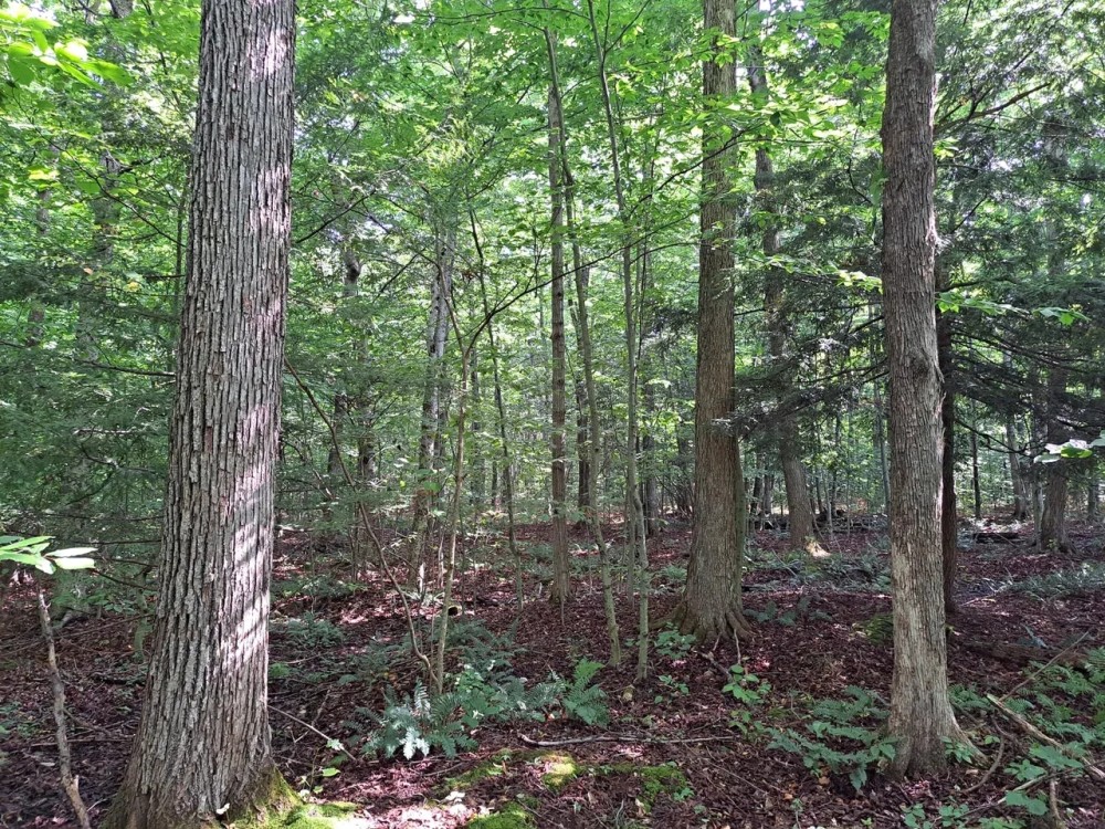 Maple Knoll featured image