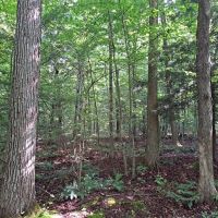 Maple Knoll