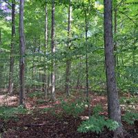 Maple Knoll images 2