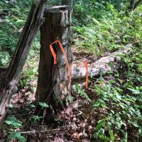 Maple Knoll images 5