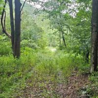 29 acres Hunting Land and Recreational Land in Cayuta NY NY-224 images 4