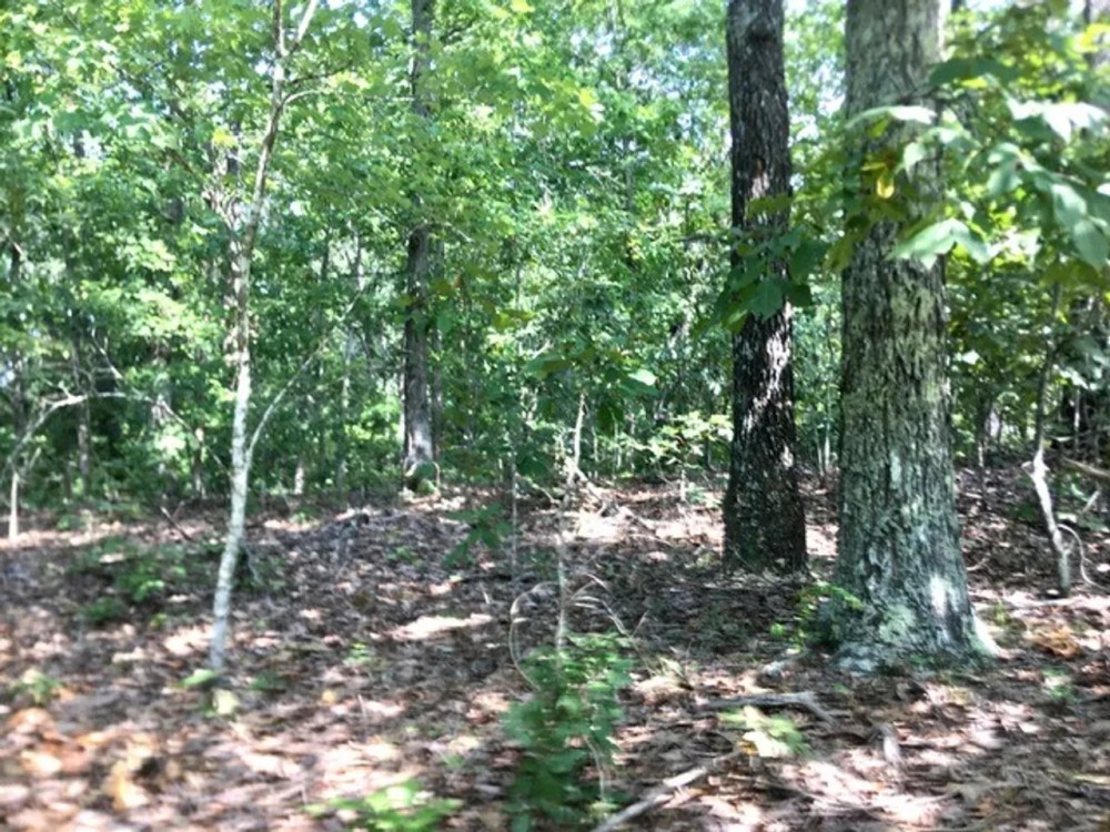 40 Acres Joins Missouri State Land Missouri Conservation Land. Shannon County featured image