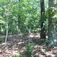 40 Acres Joins Missouri State Land Missouri Conservation Land. Shannon County