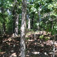 40 Acres Joins Missouri State Land Missouri Conservation Land. Shannon County images 3