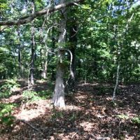 40 Acres Joins Missouri State Land Missouri Conservation Land. Shannon County images 4