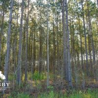 Jennings Tract images 2