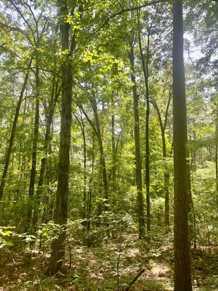 Wooded Hunting Land 40 - Acres Oil Trough Arkansas featured image