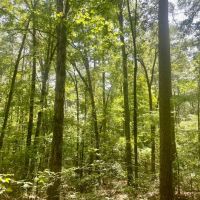Wooded Hunting Land 40 - Acres Oil Trough Arkansas