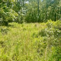 Wooded Hunting Land 40 - Acres Oil Trough Arkansas images 2