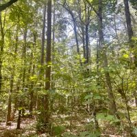 Wooded Hunting Land 40 - Acres Oil Trough Arkansas images 3