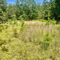 Wooded Hunting Land 40 - Acres Oil Trough Arkansas images 4
