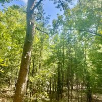 Wooded Hunting Land 40 - Acres Oil Trough Arkansas images 5