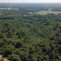 MS - Forrest 29 Acres - images 2