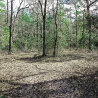 20 Acre FM 980 Huntsville TX images 5