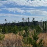 33.8 Acres in Calhoun in Pittsboro MS images 5