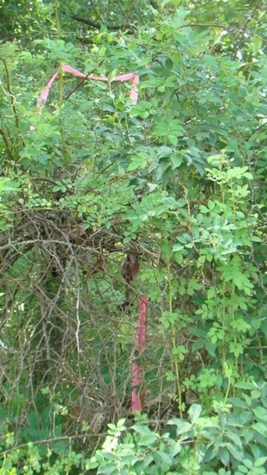 Surveyed 11.98 acres County Road Frontage Close to Jacks Fork River Electric Available No Restrictions featured image