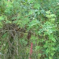Surveyed 11.98 acres County Road Frontage Close to Jacks Fork River Electric Available No Restrictions
