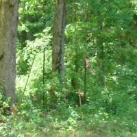 Surveyed 11.98 acres County Road Frontage Close to Jacks Fork River Electric Available No Restrictions images 2
