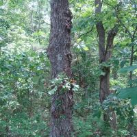 Surveyed 11.98 acres County Road Frontage Close to Jacks Fork River Electric Available No Restrictions images 3