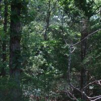 Surveyed 11.98 acres County Road Frontage Close to Jacks Fork River Electric Available No Restrictions images 4