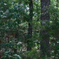 Surveyed 11.98 acres County Road Frontage Close to Jacks Fork River Electric Available No Restrictions images 5