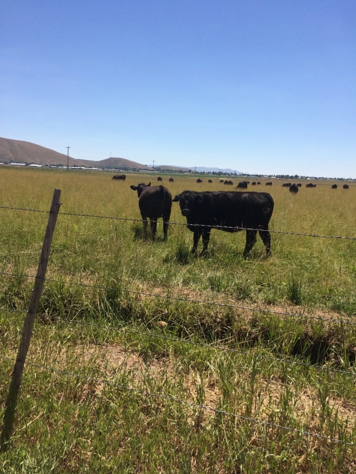 Diamond Heart Ranch Hunting Land for Sale