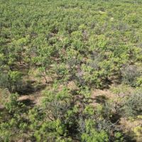 New Listing 16 - Acres Callahan County images 5