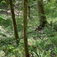- 52.72 Acres on Woodall Mountain Road in Pickens SC images 2