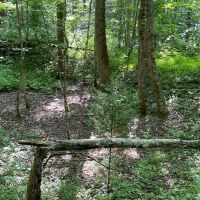 - 52.72 Acres on Woodall Mountain Road in Pickens SC images 3