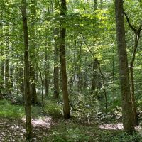 - 52.72 Acres on Woodall Mountain Road in Pickens SC images 4