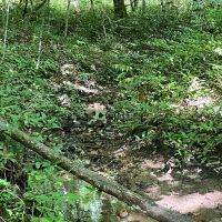 - 52.72 Acres on Woodall Mountain Road in Pickens SC images 5