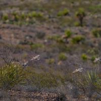 Wylie Mountains Ranch images 4