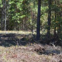 Tract 2 - 34.12 Acre Lot On Ambler School Road images 4