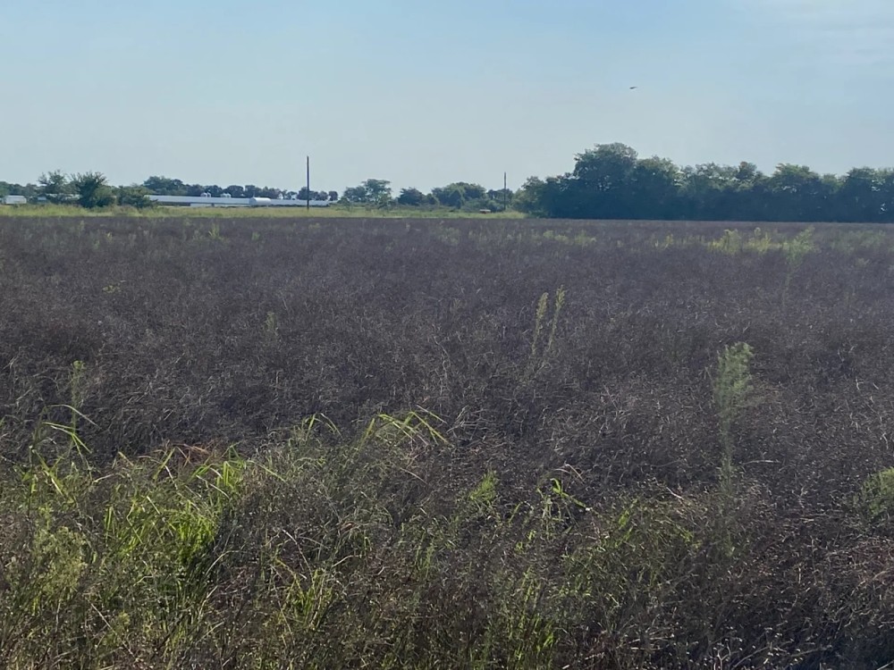 MO - New Madrid 80 acres - featured image