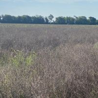 MO - New Madrid 80 acres - images 2