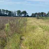 MO - New Madrid 80 acres - images 4