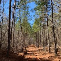 250 - acres in Coweta County images 3