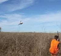 Amiret WMA-787 acres - Deer & Doves hunting land in Lyon, MN